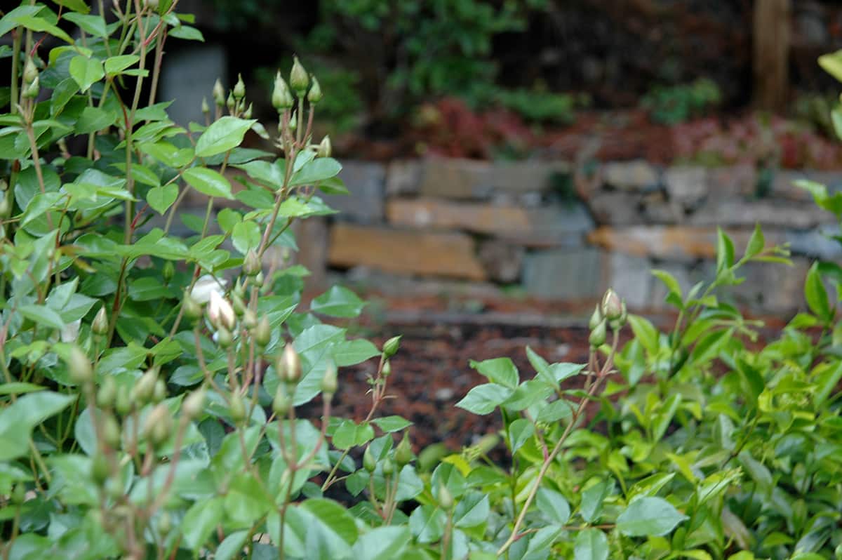 Subtropical Garden Berkeley California